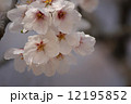 桜 12195852
