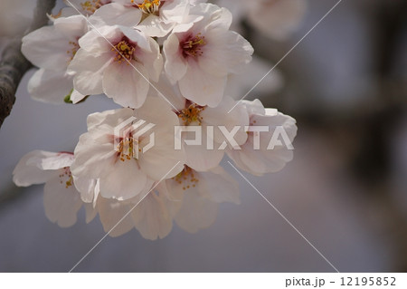 桜 桜 12195852