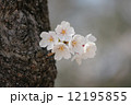 桜 12195855
