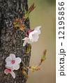 桜 12195856