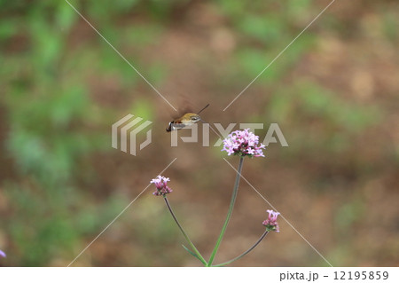 ホシホウジャクの素顔 12195859