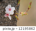 桜 12195862
