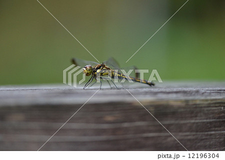 コノシメトンボ 12196304