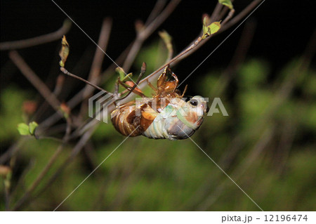 セミの羽化 12196474