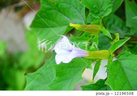 ダチュラ原種 12196508