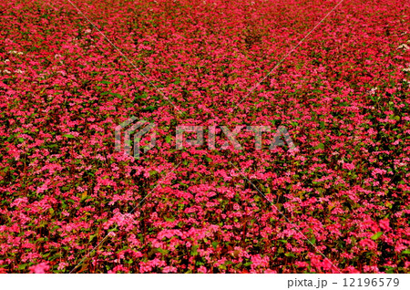 新潟県　高嶺ルビー（赤そば）の花畑 12196579