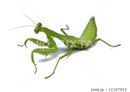 ハラビロカマキリ（幼虫） 12197052