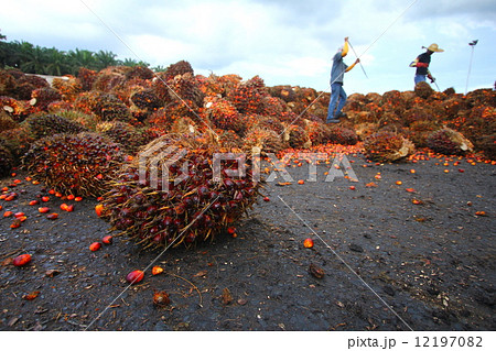Palm oil industry 12197082