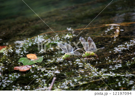 ギンヤンマの産卵 ギンヤンマの産卵 12197094