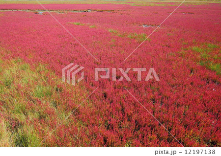 サロマ湖サンゴ草群落 12197138