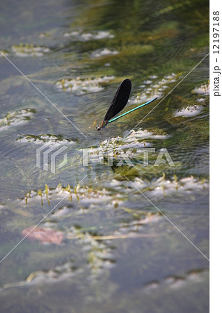 ハグロトンボ 12197188