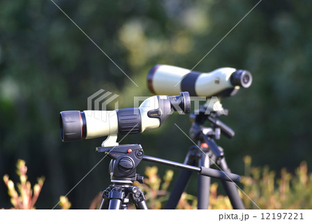 バードウォッチング 12197221