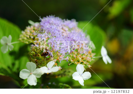 ラセイタタマアジサイ 12197832