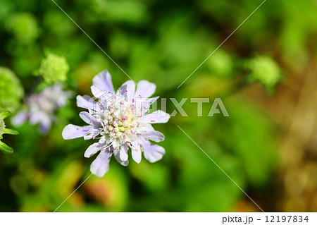 絶滅危惧植物　ソナレマツムシソウ　絶滅危惧Ⅱ類 (VU)  12197834