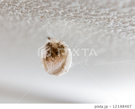クモの卵 クモの卵 12198407