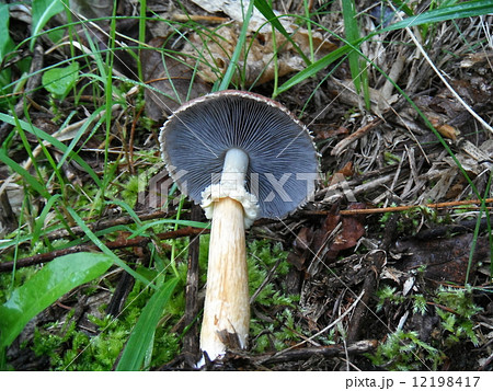 サケツバタケ（傘裏） 12198417