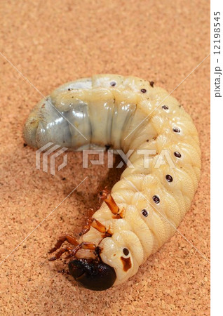 ヘラクレスヘラクレスの幼虫　コルク背景 12198545