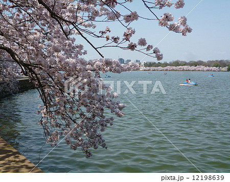 ワシントンDCの桜 12198639