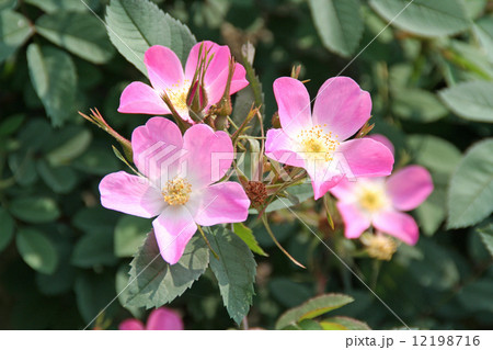 野生バラ 野生バラ 12198716