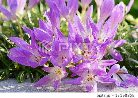 イヌサフラン 12198859