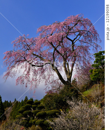 福島の桜 福島の桜 12199098