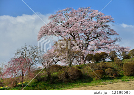 福島の桜 福島の桜 12199099