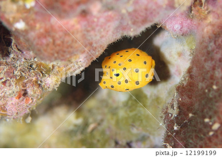 ミナミハコフグの幼魚 12199199