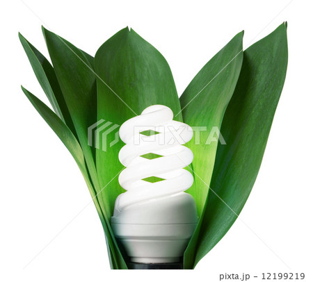 fluorescence lamp in green leaves of isolated on a white backgro fluorescence lamp in green leaves of isolated on a white backgro 12199219
