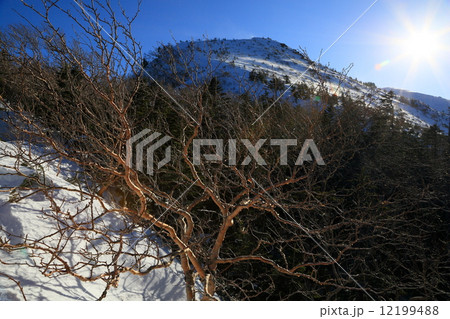 北八ヶ岳・中山峠付近から逆光の天狗岳 北八ヶ岳・中山峠付近から逆光の天狗岳 12199488