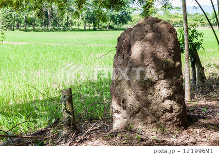 Big anthill 12199691