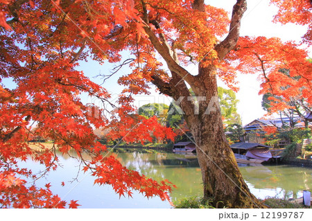 大覚寺（京都）紅葉の庭園から大沢の池を見る 12199787