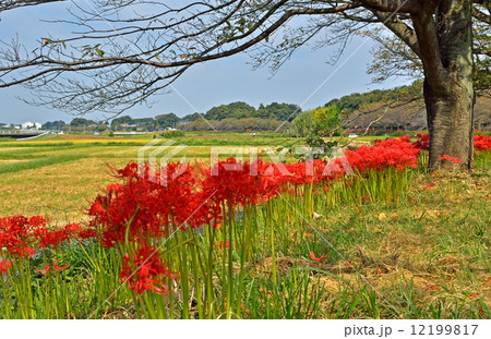 見沼田圃・ヒガンバナ咲く加田屋新田 12199817