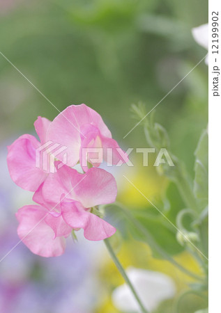 ピンクのスイートピー 12199902