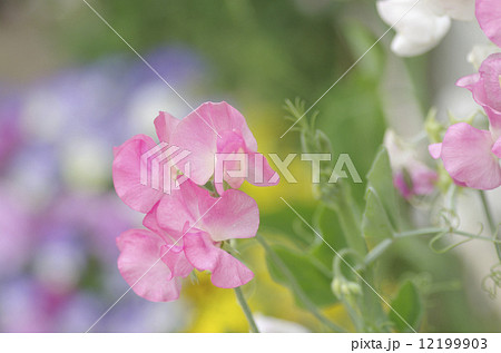 ピンクのスイートピー 12199903