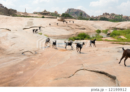 インド　ハンピのヤギの放牧　世界遺産 12199912