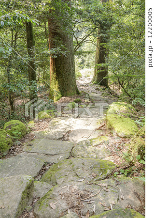 市房山の石段と市房杉 市房山の石段と市房杉 12200005