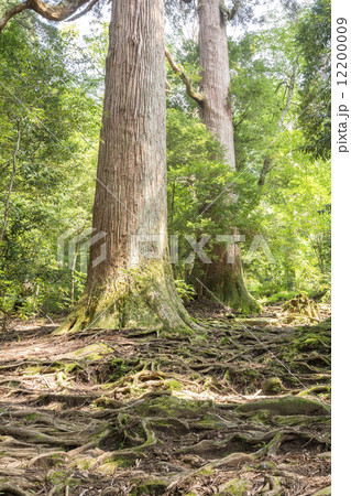 市房山の市房杉 12200009