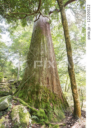 市房山の市房杉 12200022