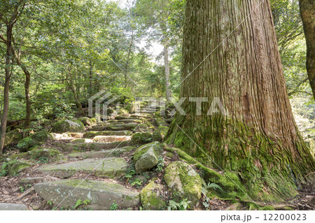 市房山の市房杉と石段 12200023