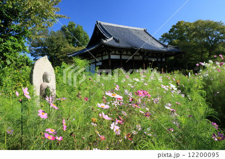 般若寺（コスモス） 12200095
