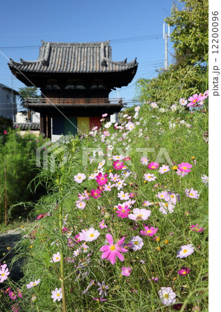 般若寺（コスモス） 12200096