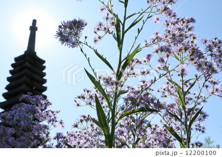 般若寺（紫苑） 12200100