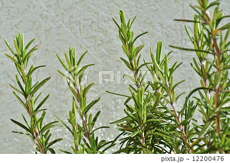 rosemary rosemary 12200476