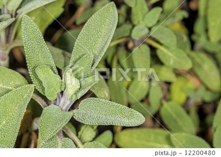 sage, Salvia officinalis sage, Salvia officinalis 12200480