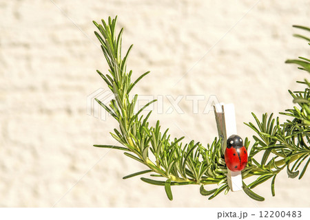 rosemary 12200483