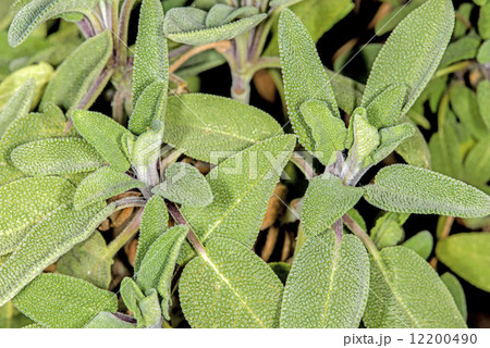 sage, Salvia officinalis sage, Salvia officinalis 12200490