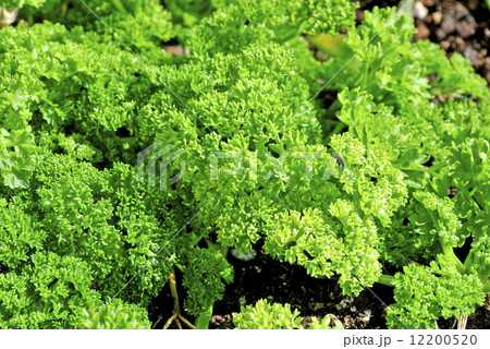 Parsley Parsley 12200520