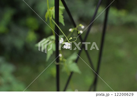 ふうせんかずら 12200629