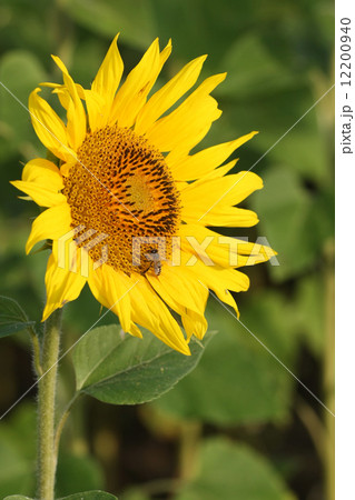 sunflower with a bee in a field 12200940