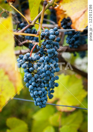 Bunch of grape Bunch of grape 12201286